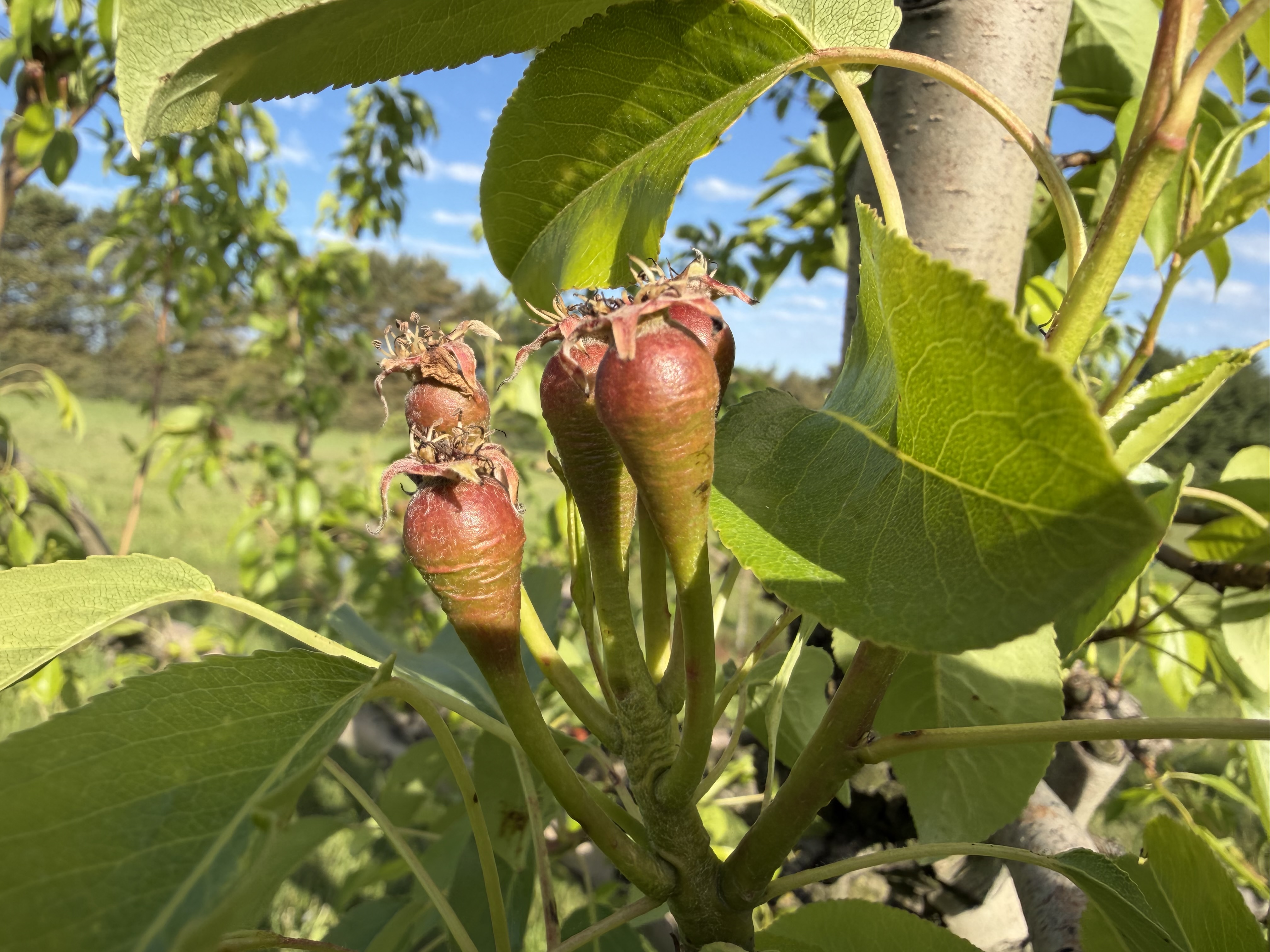 Gem pear fruits.